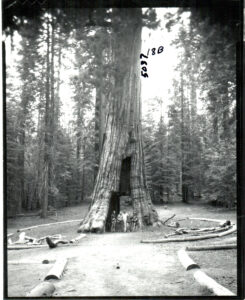 Five people standing in front of a giant Sequoia tree, looking quite small in comparison to the tree
