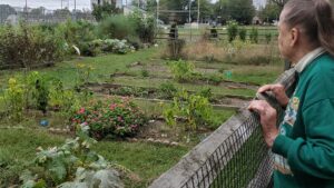 Holly Lucas looks over the fence at the Woodbury Community garden that has several pllots in it, each maintained by individuals